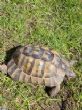 Rehomed...Spur Thighed : Ibera male approx 7 years old (Albie)